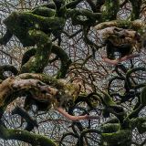 Gnarly-Camo-24.jpg