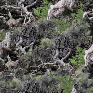 Gnarly Woods 22 Camouflage