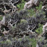 Gnarly-Woods-22-Camo.jpg