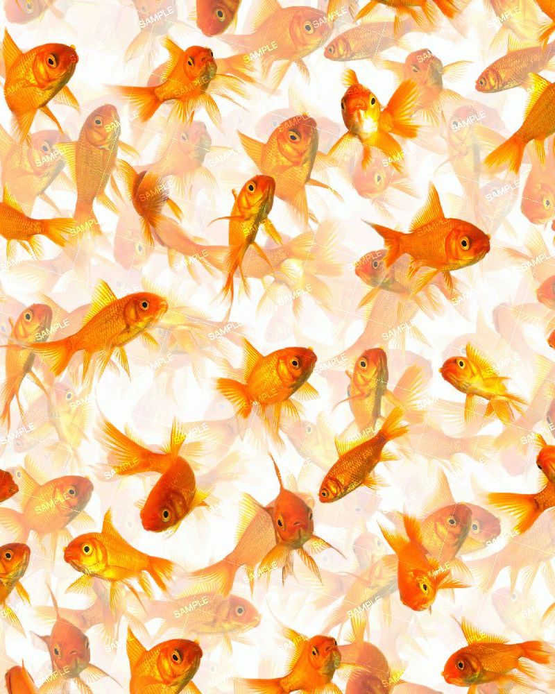 GoldFish 25