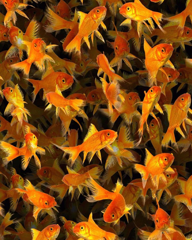 GoldFish 26
