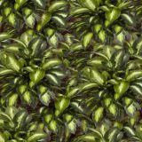 Golden-Dieffenbachia.jpg