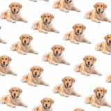 Golden-Retrievers-22.jpg