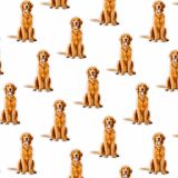 Golden-Retrievers-23.jpg