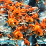 Golfish-Bowl.jpg