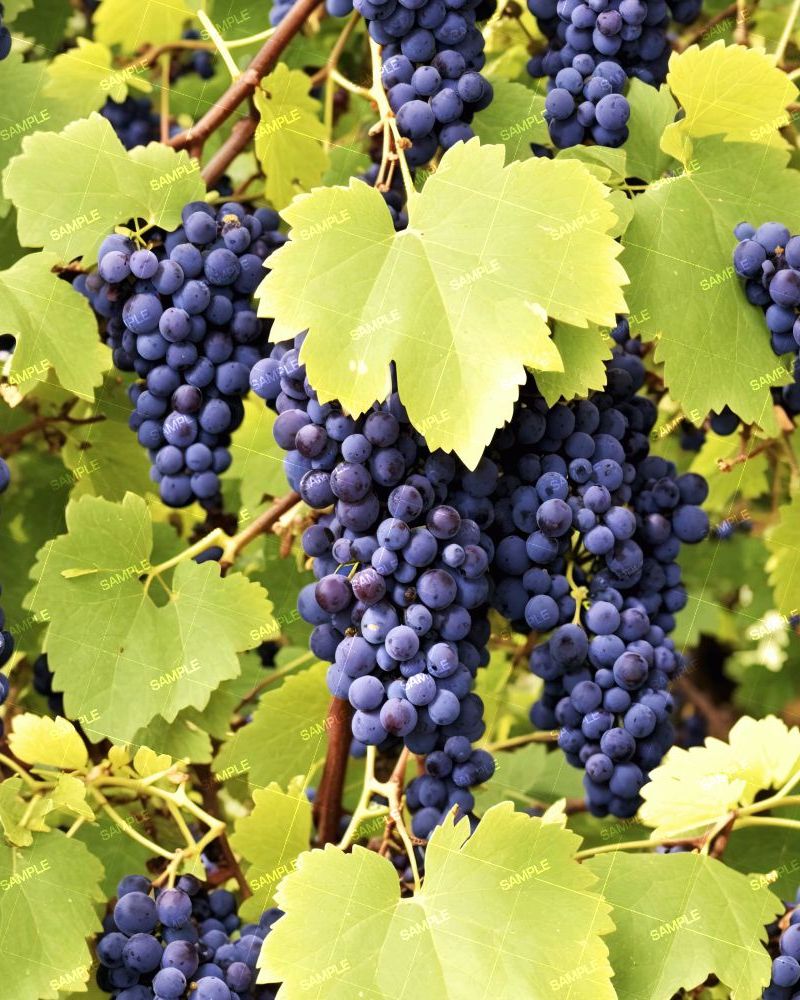 Grapes on the Vine 44