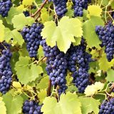 Grapes-on-the-Vine-44.jpg