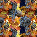Grapes-on-the-Vine.jpg