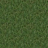 Grass-22.jpg