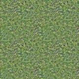 Grass-24.jpg