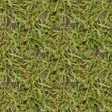 Grass-25.jpg