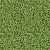 Grass-27.jpg