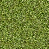 Grass-28.jpg