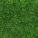 Grass-29.jpg