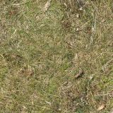 Grass-30.jpg
