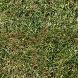 Grass-31.jpg
