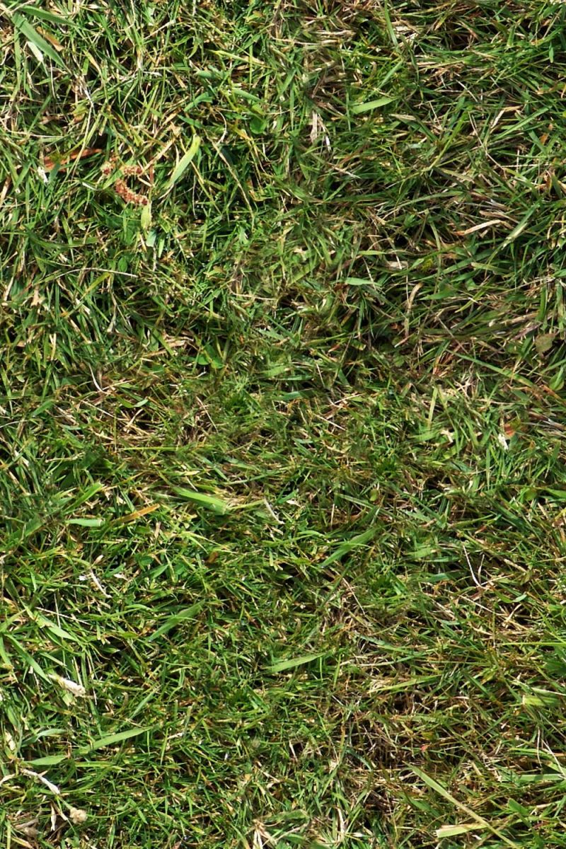 Grass 32