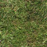 Grass-32.jpg