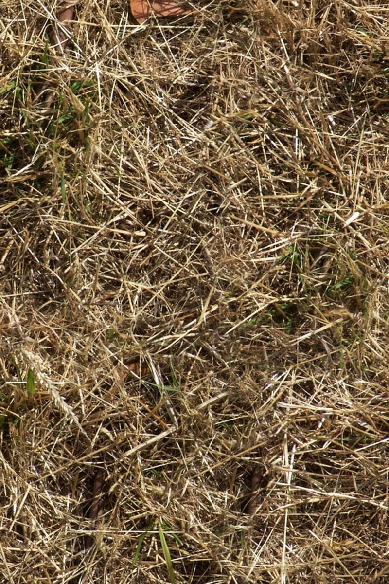Grass 33