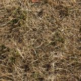 Grass-33.jpg