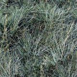 Gray-Grasses-Camo.jpg