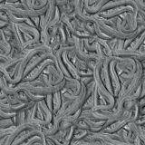 Gray-Snakes.jpg