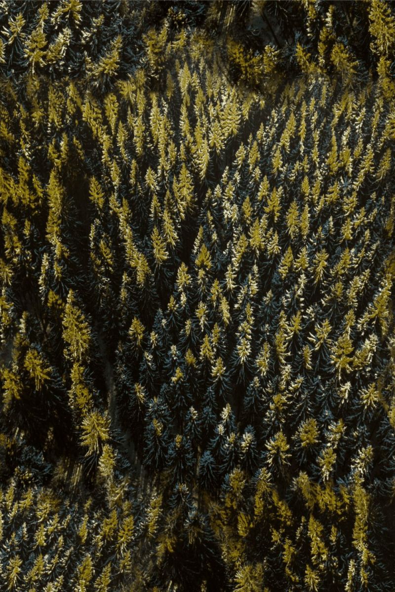 Green Hills of Earth 23 Camouflage