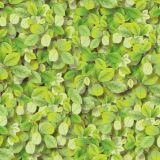Green-Leaves.jpg