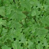 Green-Oak-Leaves.jpg