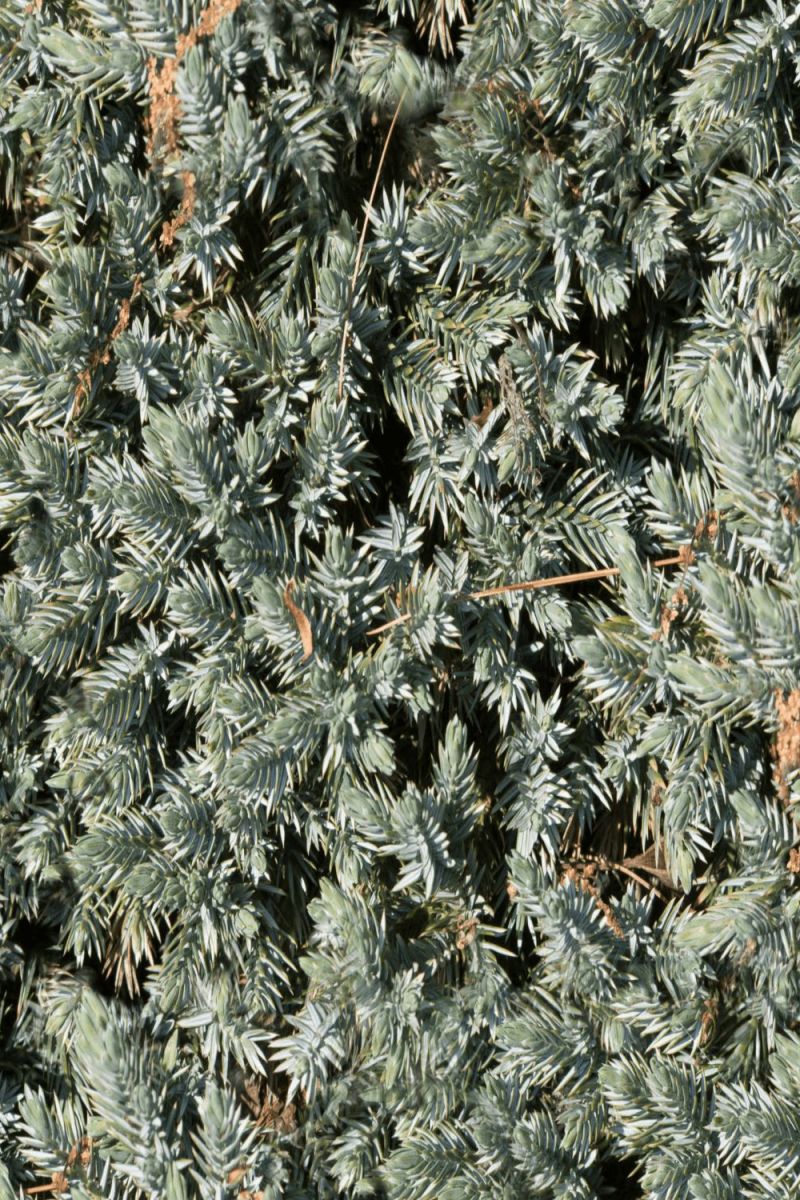 Ground Juniper