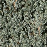 Ground-Juniper.jpg