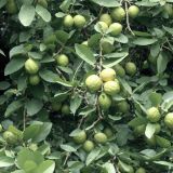 Guava-Tree.jpg