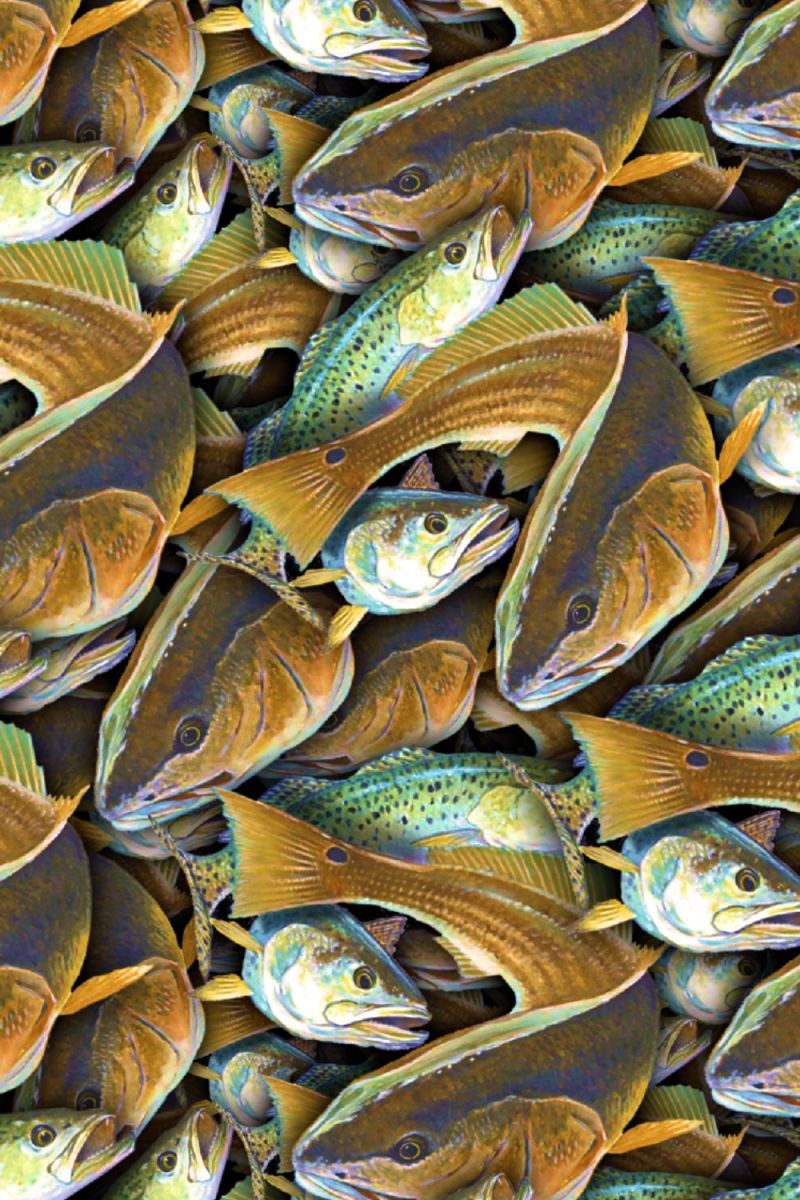 Gulf Coast Fish 22