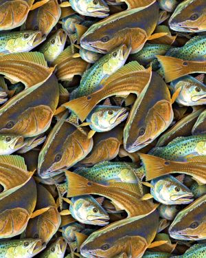Gulf Coast Fish 22