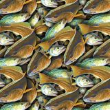 Gulf-Coast-Fish-22.jpg