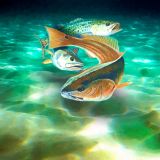 Gulf-Coast-Fish.jpg