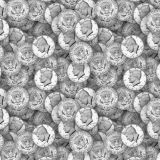 Half-Dollars-24.jpg