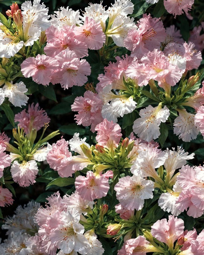 Hawaiian Azeleas