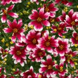 Heartstrings-Flowers.jpg