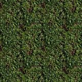 Hedge-22.jpg