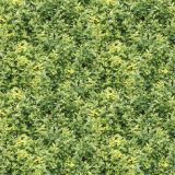 Hedge-24.jpg