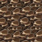 Hedgehogs-22.jpg