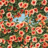 Hibiscus-Flowers-45.jpg