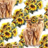 Highland-Cow-Sunflower-22.jpg