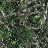 HillCountry-Deadwood-Cedar-Camo.jpg