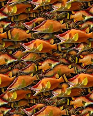Hog Fish 22