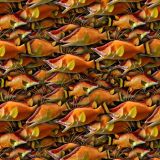 Hog-Fish-22.jpg