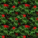 Holly-22.jpg