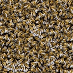 Honey Bees 23