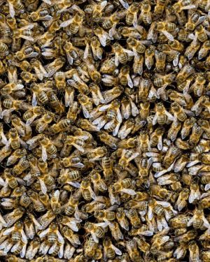 Honey Bees 23